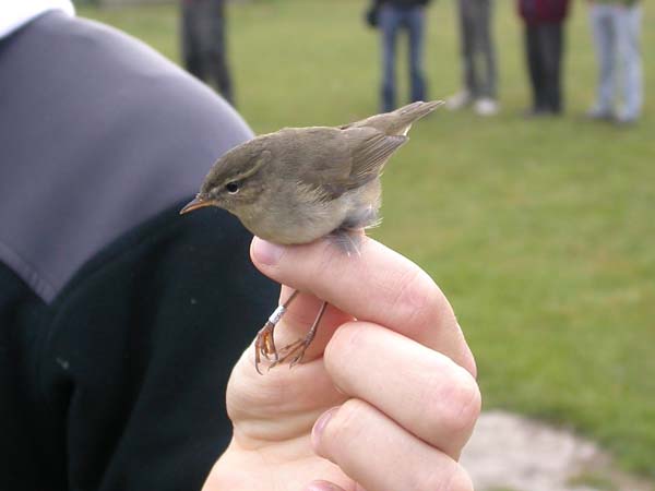 Brunsångare (Phylloscopus fuscatus) Dusky Warbler