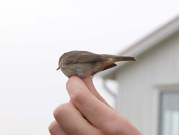 Brunsångare (Phylloscopus fuscatus) Dusky Warbler