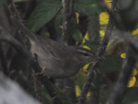 Brunsngare (Phylloscopus fuscatus) Dusky Warbler