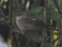 Brunsngare (Phylloscopus fuscatus) Dusky Warbler