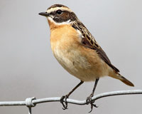 Buskskvtta (Saxicola rubetra) Whinchat