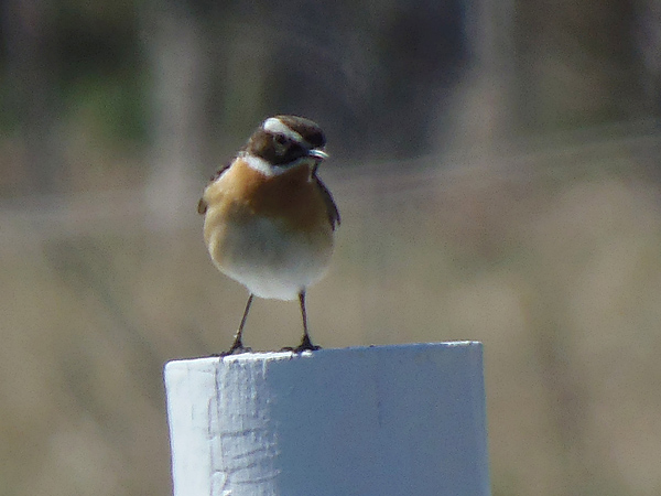 Buskskvätta (Saxicola rubetra) Whinchat