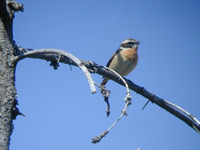 Buskskvtta (Saxicola rubetra) Whinchat