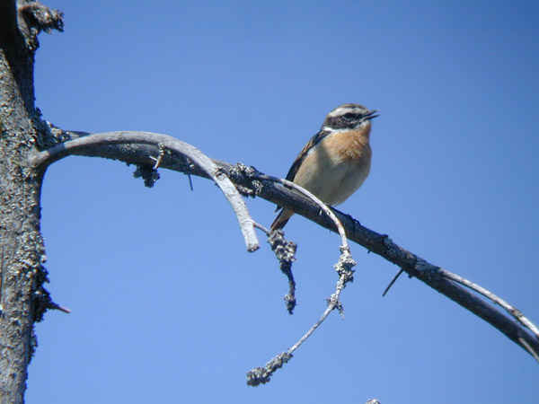 Buskskvätta (Saxicola rubetra) Whinchat