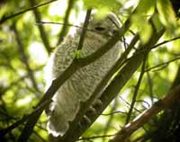 Kattuggla (Strix aluco) Tawny Owl