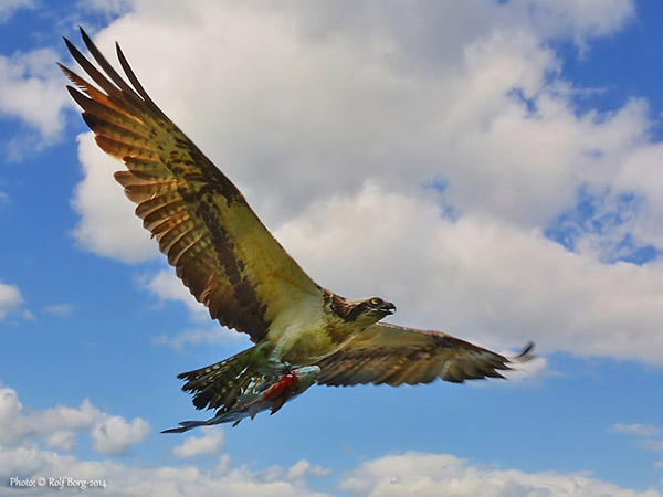 Fiskgjuse (Pandion haliaetus) Osprey