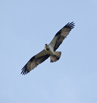 Fiskgjuse (Pandion haliaetus) Osprey