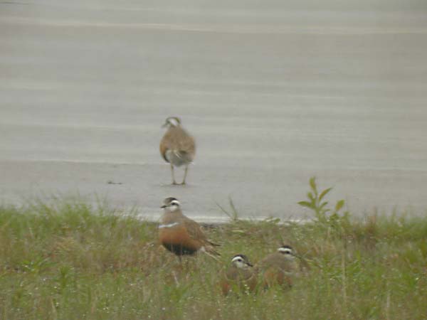 Fjällpipare (Charadrius morinellus) Eurasian Dotterel