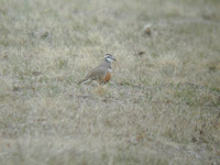 Fjllpipare (Charadrius morinellus) Eurasian Dotterel