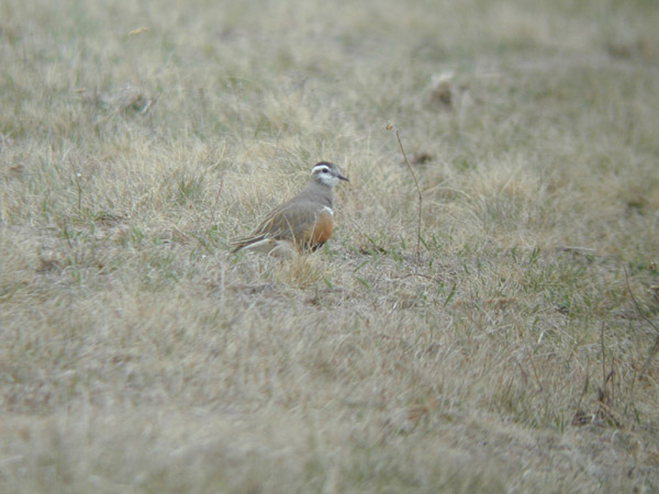 Fjällpipare (Charadrius morinellus) Eurasian Dotterel