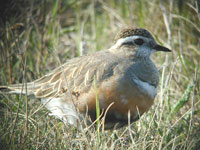 Fjllpipare (Charadrius morinellus) Eurasian Dotterel