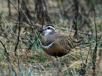 Fjllpipare (Charadrius morinellus) Eurasian Dotterel