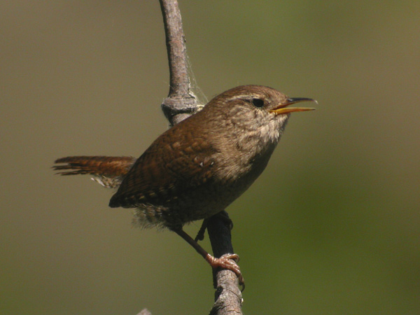 Gärdsmyg (Troglodytes troglodytes) Winter Wren