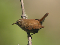 Grdsmyg (Troglodytes troglodytes) Winter Wren