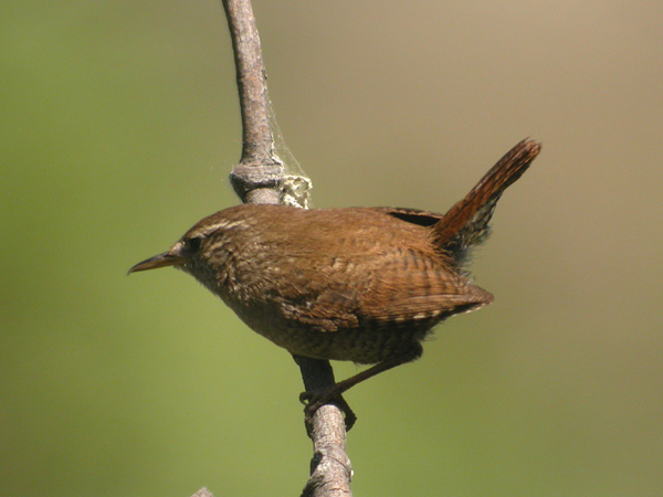 Gärdsmyg (Troglodytes troglodytes) Winter Wren