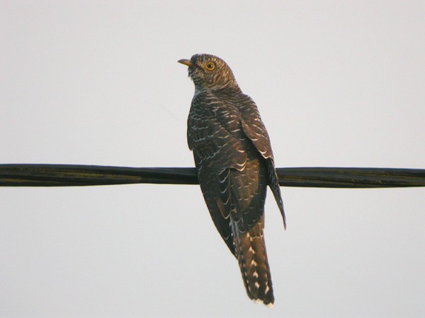 Gök (Cuculus canorus) Common Cuckoo