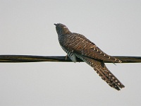 Gk (Cuculus canorus) Common Cuckoo