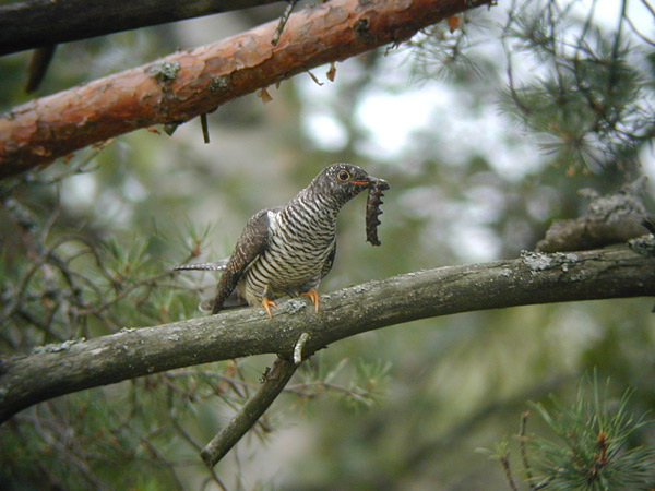 Gök (Cuculus canorus) Common Cuckoo