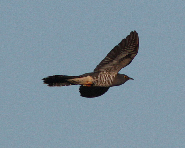 Gök (Cuculus canorus) Common Cuckoo