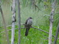 Gk (Cuculus canorus) Common Cuckoo