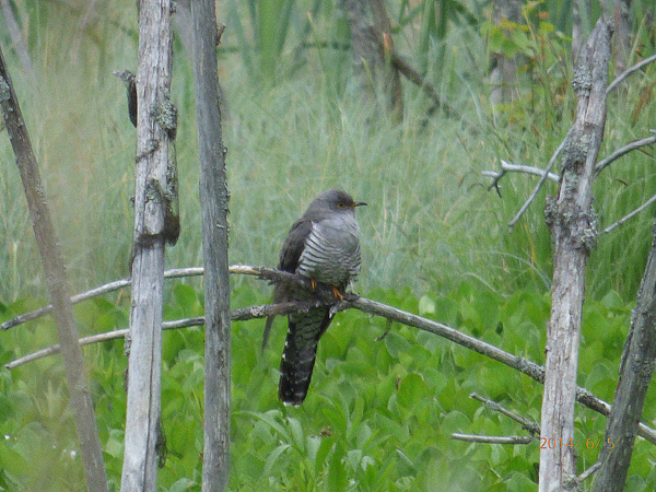 Gök (Cuculus canorus) Common Cuckoo