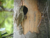 Gktyta (Jynx torquilla) Eurasian Wryneck