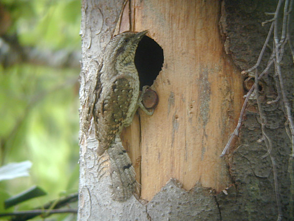 Göktyta (Jynx torquilla) Eurasian Wryneck