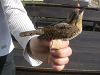 Gktyta (Jynx torquilla) Eurasian Wryneck