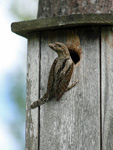 Gktyta (Jynx torquilla) Eurasian Wryneck