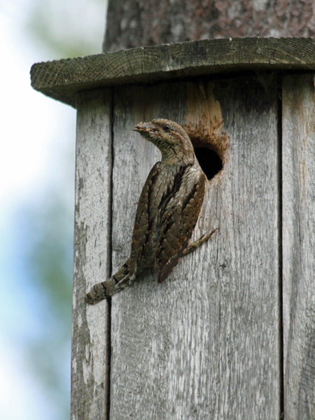 Göktyta (Jynx torquilla) Eurasian Wryneck