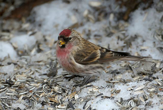 Gråsiska (Carduelis flammea) Common Redpoll