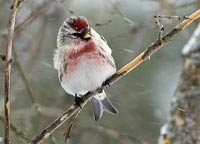 Grsiska (Carduelis flammea) Common Redpoll