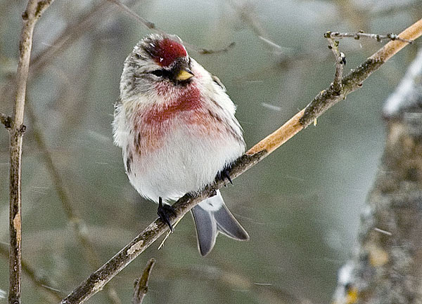 Gråsiska (Carduelis flammea) Common Redpoll