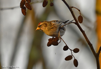 Grsiska (Carduelis flammea) Common Redpoll