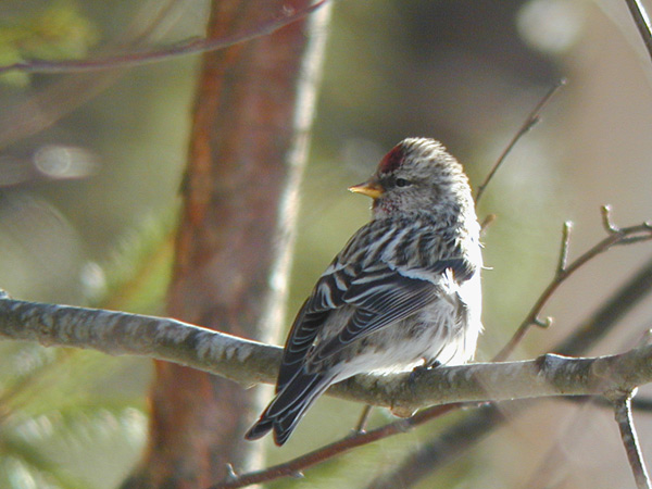 Gråsiska (Carduelis flammea) Common Redpoll