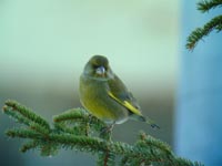 Grnfink (Carduelis chloris) European Greenfinch