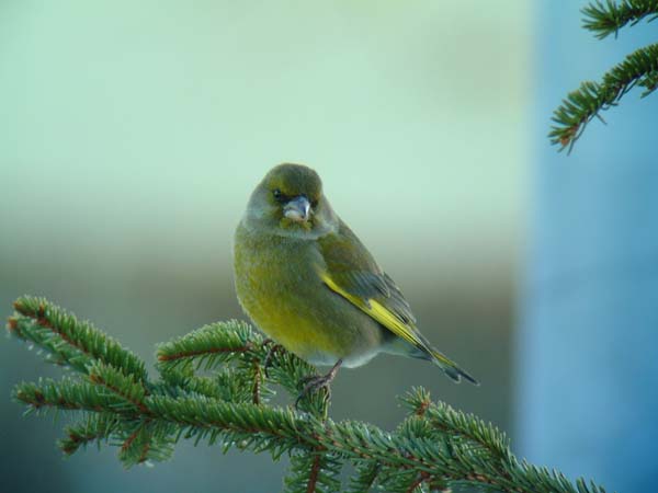 Grönfink (Carduelis chloris) European Greenfinch