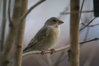 Grnfink (Carduelis chloris) European Greenfinch