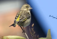 Grnfink (Carduelis chloris) European Greenfinch