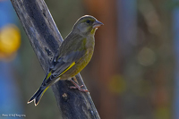 Grnfink (Carduelis chloris) European Greenfinch