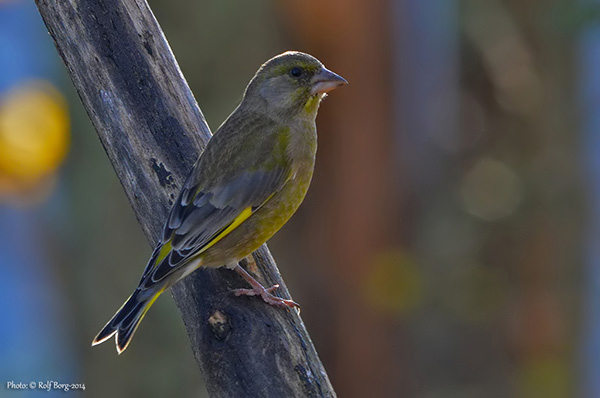 Grönfink (Carduelis chloris) European Greenfinch