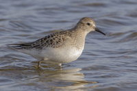 Gulbrstad snppa (Calidris bairdii) Baird's Sandpiper