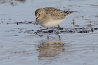 Gulbrstad snppa (Calidris bairdii) Baird's Sandpiper