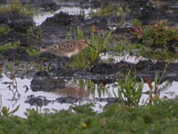 Gulbrstad snppa (Calidris bairdii) Baird's Sandpiper