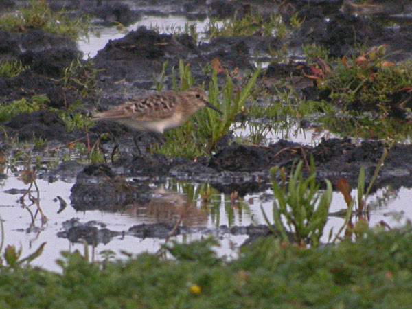 Gulbröstad snäppa (Calidris bairdii) Baird's Sandpiper