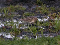 Gulbrstad snppa (Calidris bairdii) Baird's Sandpiper