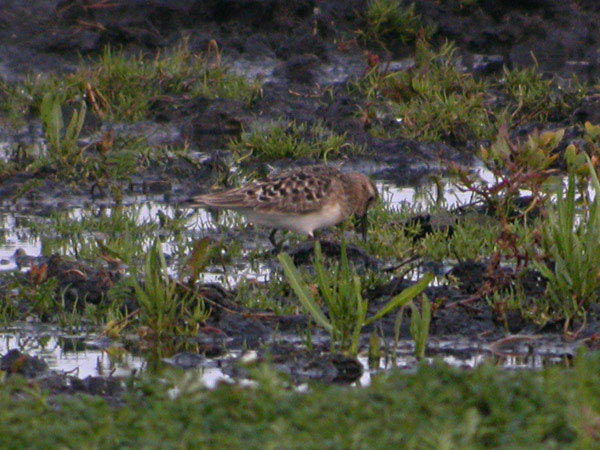 Gulbröstad snäppa (Calidris bairdii) Baird's Sandpiper