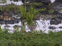 Gulbrstad snppa (Calidris bairdii) Baird's Sandpiper