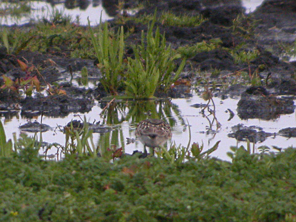 Gulbröstad snäppa (Calidris bairdii) Baird's Sandpiper