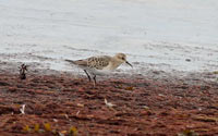 Gulbrstad snppa (Calidris bairdii) Baird's Sandpiper